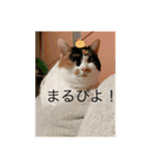 冬のまるのスタンプ（個別スタンプ：25）