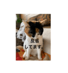 冬のまるのスタンプ（個別スタンプ：27）
