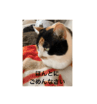 冬のまるのスタンプ（個別スタンプ：28）