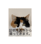 冬のまるのスタンプ（個別スタンプ：31）