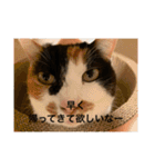 冬のまるのスタンプ（個別スタンプ：33）