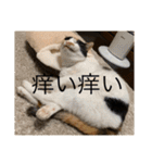 冬のまるのスタンプ（個別スタンプ：35）