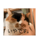 冬のまるのスタンプ（個別スタンプ：40）