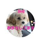 マルプーのベル    日常のあいさつ（個別スタンプ：1）