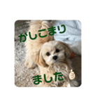 マルプーのベル    日常のあいさつ（個別スタンプ：2）