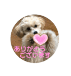 マルプーのベル    日常のあいさつ（個別スタンプ：3）