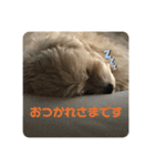 マルプーのベル    日常のあいさつ（個別スタンプ：4）