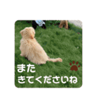 マルプーのベル    日常のあいさつ（個別スタンプ：6）