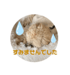 マルプーのベル    日常のあいさつ（個別スタンプ：9）