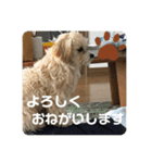 マルプーのベル    日常のあいさつ（個別スタンプ：11）