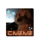 マルプーのベル    日常のあいさつ（個別スタンプ：12）