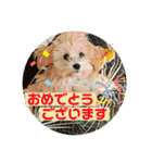 マルプーのベル    日常のあいさつ（個別スタンプ：15）