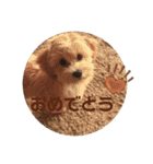 マルプーのベル    日常のあいさつ（個別スタンプ：17）