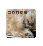 マルプーのベル    日常のあいさつ（個別スタンプ：19）