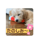 マルプーのベル    日常のあいさつ（個別スタンプ：20）