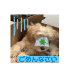 マルプーのベル    日常のあいさつ（個別スタンプ：21）