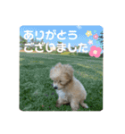 マルプーのベル    日常のあいさつ（個別スタンプ：22）