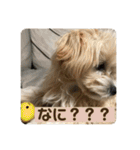 マルプーのベル    日常のあいさつ（個別スタンプ：24）