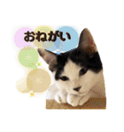 シロクロ  テンちゃん（個別スタンプ：1）
