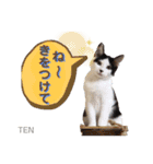 シロクロ  テンちゃん（個別スタンプ：3）
