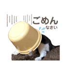 シロクロ  テンちゃん（個別スタンプ：4）