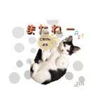 シロクロ  テンちゃん（個別スタンプ：5）