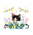 シロクロ  テンちゃん（個別スタンプ：10）