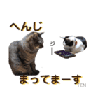 シロクロ  テンちゃん（個別スタンプ：11）