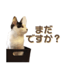 シロクロ  テンちゃん（個別スタンプ：14）