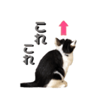 シロクロ  テンちゃん（個別スタンプ：15）