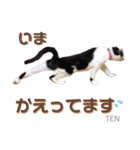 シロクロ  テンちゃん（個別スタンプ：18）