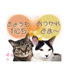 シロクロ  テンちゃん（個別スタンプ：19）