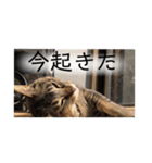 黒木くんのスタンプ。（個別スタンプ：1）