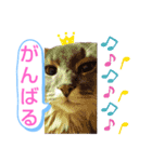 ソマリ家族6（個別スタンプ：10）