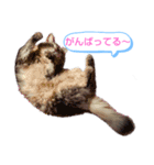 ソマリ家族6（個別スタンプ：11）
