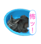 ソマリ家族6（個別スタンプ：16）