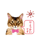 ソマリネコ 中村ニャン（個別スタンプ：4）
