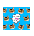 ソマリネコ 中村ニャン（個別スタンプ：13）