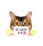 ソマリネコ 中村ニャン（個別スタンプ：14）