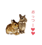 ソマリネコ 中村ニャン（個別スタンプ：16）