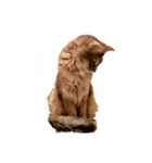 ソマリネコ 中村ニャン（個別スタンプ：23）