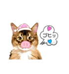 ソマリネコ 中村ニャン（個別スタンプ：33）