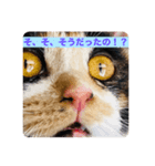 こけニャンスタンプ♡（個別スタンプ：4）