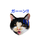 こけニャンスタンプ♡（個別スタンプ：8）