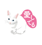 ふるさとの言葉で愛を告げる猫（個別スタンプ：10）