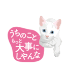 ふるさとの言葉で愛を告げる猫（個別スタンプ：19）