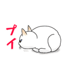 猫の生活とか行動（個別スタンプ：3）