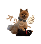 鈴木家のポン太のスタンプです。多分3代目（個別スタンプ：4）