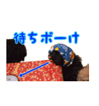 トイプードル ボッピ家語録2（個別スタンプ：1）
