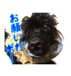 トイプードル ボッピ家語録2（個別スタンプ：3）